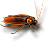 cockroach_american
