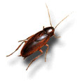 cockroach_smokey
