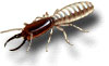 termite_drywood