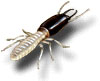 termite_subterran